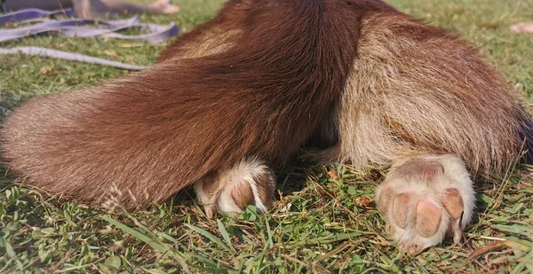 Cardigan Gallois Brun Blanc Est Couché Sur Ventre Sur Herbe — Photo