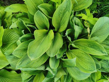 Kalp şeklinde, St. Petersburg Botanik Bahçesi 'nin en üst manzaralı yeşil hosta yaprakları..