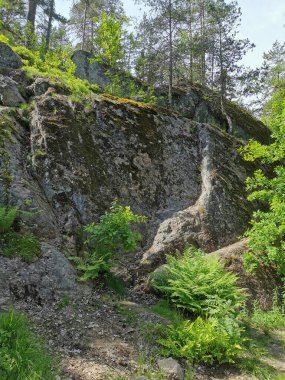 Açık bir yaz gününde, Monrepos 'un kayalık doğal parkında, üzerinde ağaçlar büyüyen bir kaya çiti..