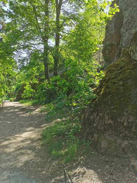 岩の上に木が生えている岩の柵を抜ける道夏の晴れた日にヴィボルグ市のモンレポス — ストック写真