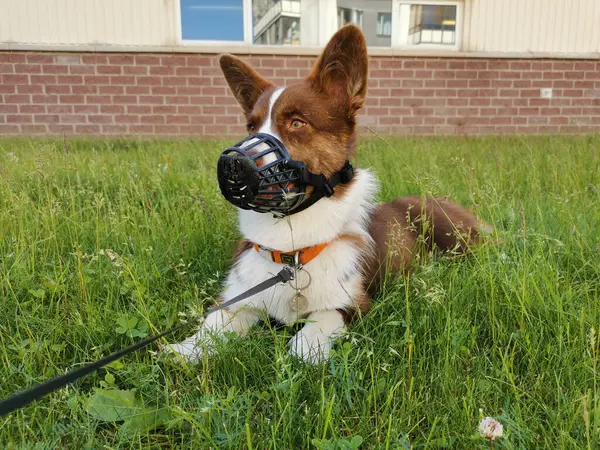 Cardigan Corgi Galês Marrom Branco Está Deitado Grama Frente Edifício — Fotografia de Stock