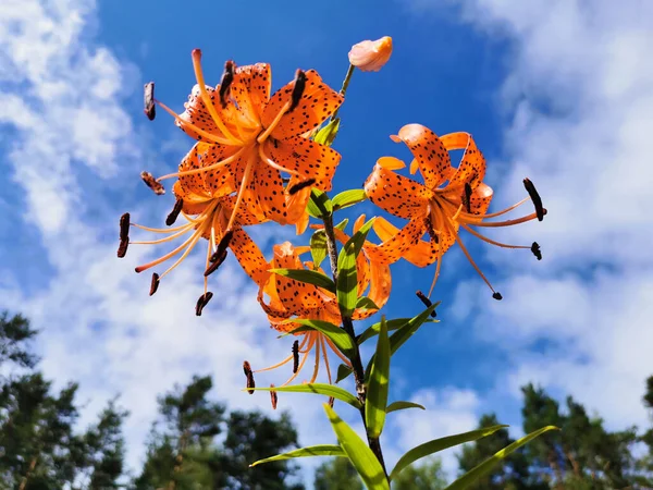 Widok Dołu Kwitnącej Lilii Lancetowatej Tygrysiej Lilii Latin Lilium Lancifolium — Zdjęcie stockowe