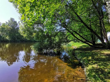 Ağaç suyun üzerine eğildi ve göle yansıdı. Ördekler gölette yüzer ve güneşli bir yaz gününde sahilde dinlenir..