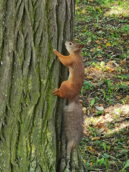 Esquilo Vermelho Com Uma Cauda Cinza Fofa Sobe Tronco Uma — Fotografia de Stock
