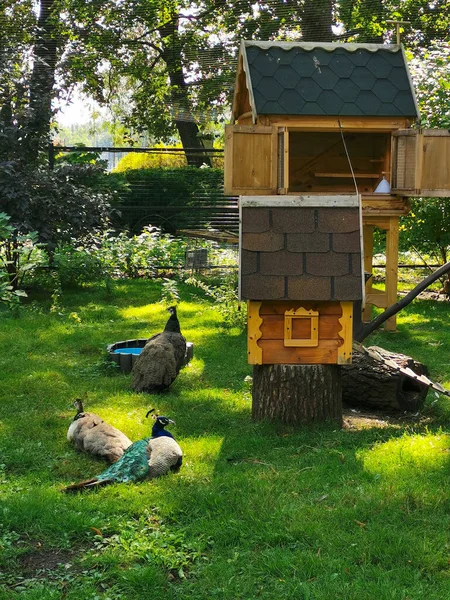 Pavone Pavoni Sull Erba Nel Parco Accanto Una Casa Legno — Foto Stock