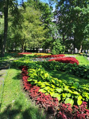 Parkta koleüslü çiçek yatakları, ev sahibi ve güneşli bir yaz gününde gümüş yapraklı bitkiler..