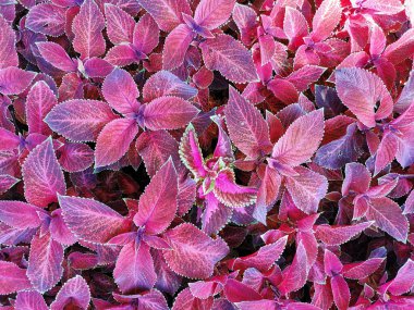 Güneşli bir yaz gününde koyu kırmızı yapraklı çiçek arkaplan koleüsü.