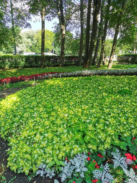Цветочный Сад Парке Колеусом Белыми Листьями Зелеными Краями Солнечный Летний — стоковое фото