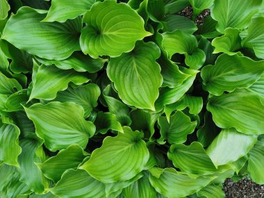 Kalp şeklinde, St. Petersburg Botanik Bahçesi 'nin en üst manzaralı yeşil hosta yaprakları..