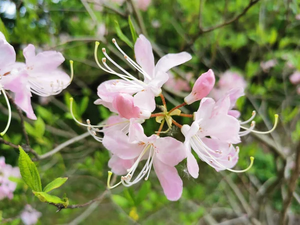 白粉色杜鹃花 拉丁文 Rhododendron Vaseyi 在圣彼得堡植物园中的灰色地带 — 图库照片