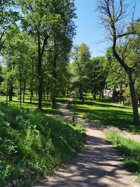 Kronstadt şehrinin Yaz Bahçesi 'ndeki ağaçların arasındaki yokuş aşağı yol mavi bulutsuz gökyüzünün arka planına karşı..