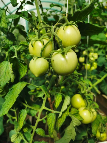 Küçük domatesler. Bir serada yetişen Solanum lycopersicum).