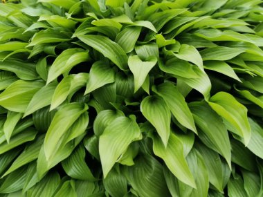 St. Petersburg Botanik Bahçesi 'nde dar yeşil hosta yaprakları..