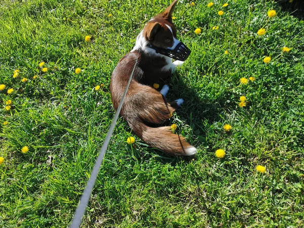 Cardigan Corgi Gallois Brun Blanc Trouve Sur Herbe Parmi Les — Photo