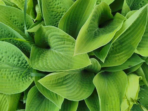 Hosta Verde Ligeramente Retorcida Forma Corazón Vista Superior Jardín Botánico —  Fotos de Stock