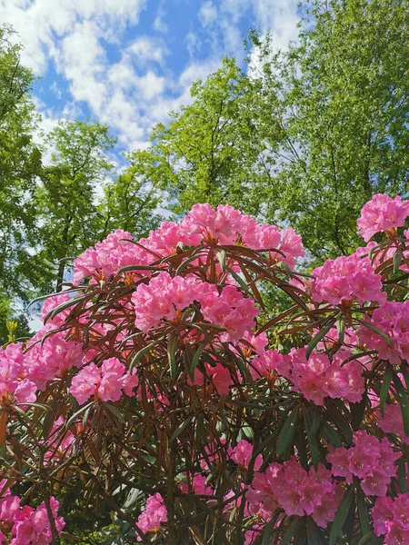 Arbusto Com Flores Botões Rosa Lilás Makino Rododendro Latim Rhododendron — Fotografia de Stock