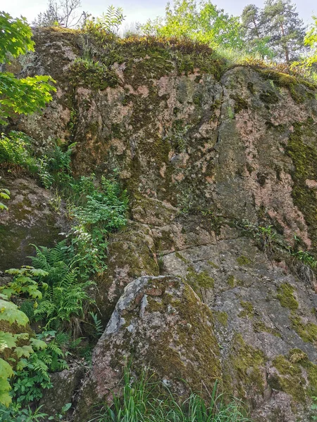 Boulder Fence Trees Growing Rocky Natural Park Monrepos City Vyborg — Stock Photo, Image