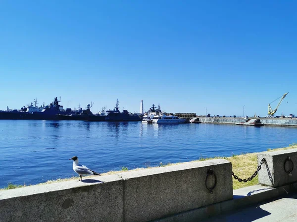 Een Meeuw Het Graniet Petrovskaya Embankment Tegen Achtergrond Van Oorlogsschepen — Stockfoto