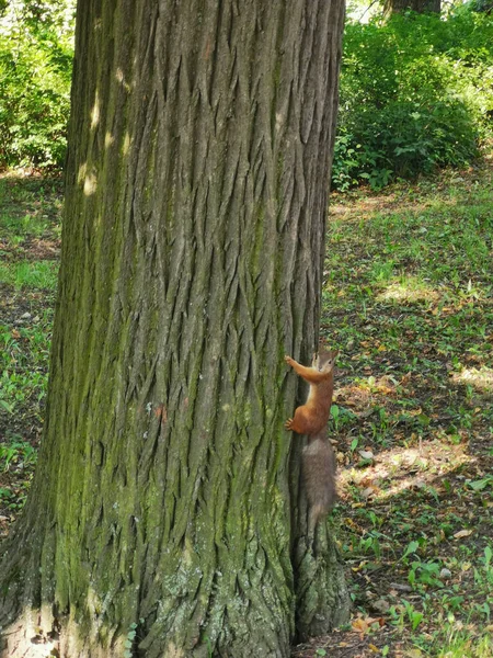 Red Squirrel Fluffy Gray Tail Sits Tree Trunk Looks Camera — Stock Photo, Image