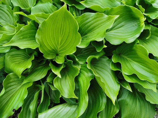 Hosta Verde Ligeramente Retorcida Forma Corazón Vista Superior Jardín Botánico —  Fotos de Stock