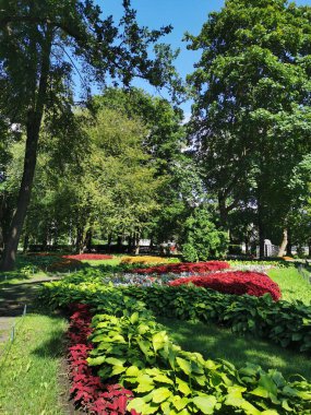 Parkta koleüslü çiçek yatakları, ev sahibi ve güneşli bir yaz gününde gümüş yapraklı bitkiler..