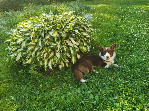 Cardigan Gallese Marrone Bianco Corgi Trova Nel Giardino Sull Erba — Foto Stock