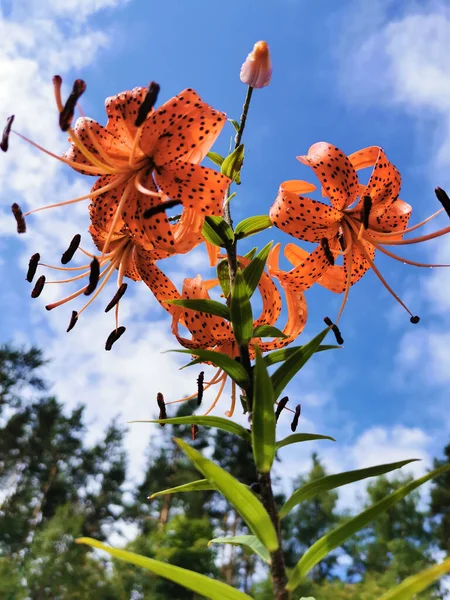 Blick Von Unten Auf Eine Blühende Lilie Lateinisch Lilium Lancifolium — Stockfoto