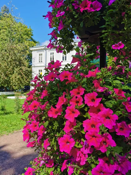 Macizo Flores Alto Con Una Petunia Roja Fondo Edificio Árbol —  Fotos de Stock