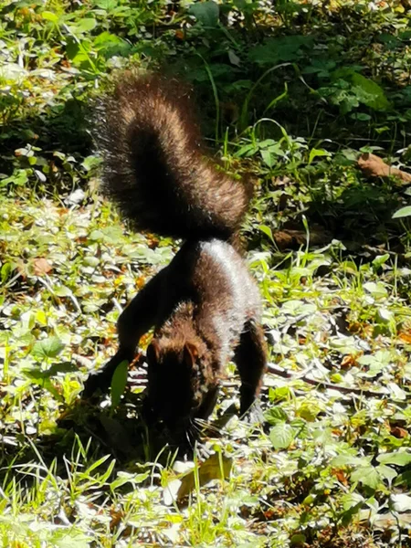 Esquilo Preto Com Uma Cauda Fofa Está Cavando Chão Enterrando — Fotografia de Stock