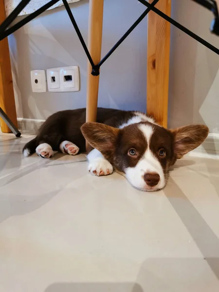 Cucciolo Gallese Mesi Cardigan Corgi Marrone Bianco Giace Sul Suo — Foto Stock