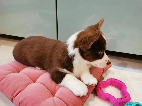 Cachorro Cardigan Welsh Corgi Meses Edad Color Marrón Con Hocico —  Fotos de Stock