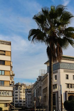 CASABLANCA . MoroCCO 'da. Casablancaon caddesinde büyük bir palmiye ağacı. Mavi gökyüzünün arka planında bulutlar. .