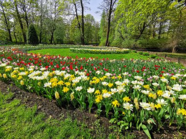 Güneşli bir bahar gününde, ağaçların ve mavi gökyüzünün arka planında renkli lalelerle büyük bir sarmal çiçek tarhı. St. Petersburg 'daki Elagin Adası' ndaki lale festivali..