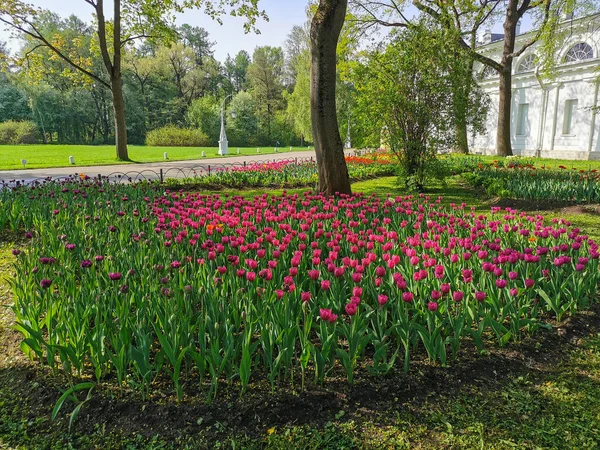 Gran Macizo Flores Con Tulipanes Lila Soleado Día Primavera Entre —  Fotos de Stock