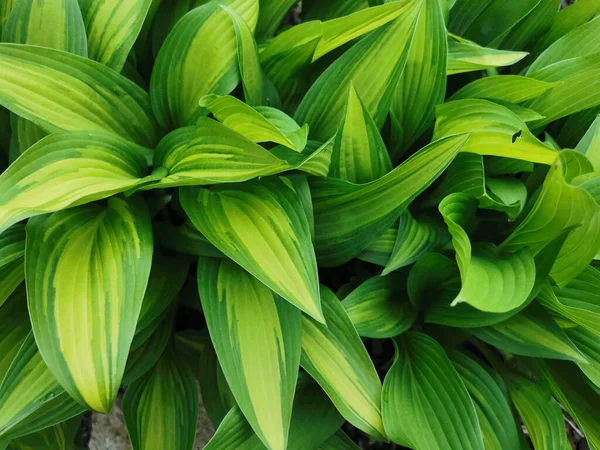 Hosta Verde Amarillo Vista Lateral Jardín Botánico San Petersburgo —  Fotos de Stock