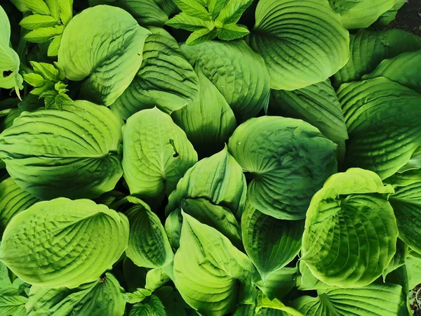 Hosta Verde Redondo Grande Vista Superior Jardín Botánico San Petersburgo —  Fotos de Stock