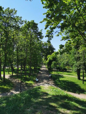 Kronstadt şehrinin Yaz Bahçesi 'ndeki ağaçların arasında, mavi bulutsuz gökyüzünün arka planında beyaz banklar olan bir yol..