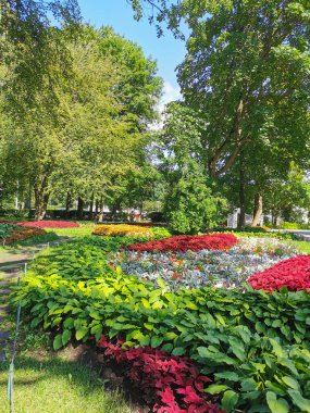 Parkta koleüslü çiçek yatakları, ev sahibi ve güneşli bir yaz gününde gümüş yapraklı bitkiler..