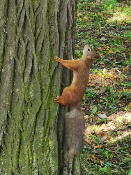 Esquilo Vermelho Com Uma Cauda Cinza Fofa Sobe Tronco Uma — Fotografia de Stock
