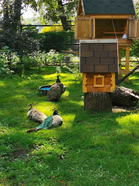 Pavone Pavoni Sull Erba Nel Parco Accanto Una Casa Legno — Foto Stock