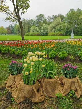 Leylak ve sarı lalelerle bezeli çiçek tarhları, ağaçların arka planında renkli lalelerle dolu büyük bir çiçek yatağı. St. Petersburg 'daki Elagin Adası' ndaki lale festivali..