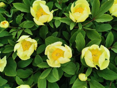 Mlokosevich 'in şakayığı. Paeonia mlokosewitshii Lomak) St. Petersburg botanik bahçesinde turuncu bir ortayla beyaz..