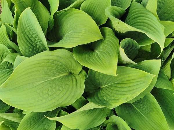 Folhas Hosta Verde Ligeiramente Torcidas Forma Coração Vista Superior Jardim — Fotografia de Stock