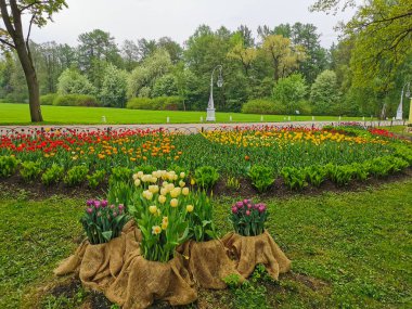 Leylak ve sarı lalelerle bezeli çiçek tarhları, ağaçların arka planında renkli lalelerle dolu büyük bir çiçek yatağı. St. Petersburg 'daki Elagin Adası' ndaki lale festivali..