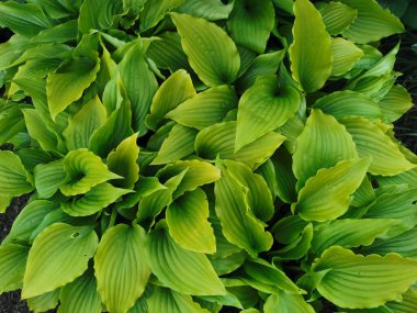 Kalp şeklinde, St. Petersburg Botanik Bahçesi 'nin en üst manzaralı yeşil hosta yaprakları..