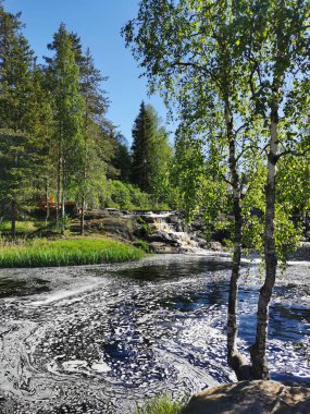 Karelia 'daki Tokhmayoki Nehri' nde açık bir yaz sabahı ağaçlarla çevrili pitoresk bir şelale..