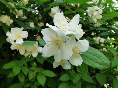 Yasemin çiçeği, chubushnik (Lat. Kronstadt şehrinin Catherine Parkı 'nda.