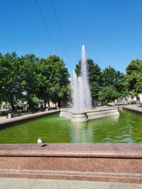 Çeşmenin granit kasesindeki bir martı, Kronstadt şehrindeki Kronshlot kalesinin dış hatlarını andırıyor. Mavi bulutsuz gökyüzünün arka planına karşı..