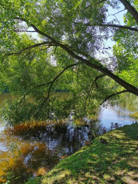 Ağaç suyun üzerine eğildi ve göle yansıdı. Ördekler gölette yüzer ve güneşli bir yaz gününde sahilde dinlenir..