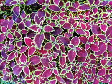  Çiçek arka planda, güneşli bir yaz gününde kırmızı yapraklı, yeşil kenarlı bir coleus..